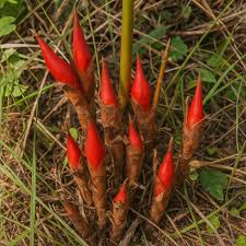 Image result for Aframomum angustifolium