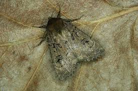 Image result for Graphiphora augur