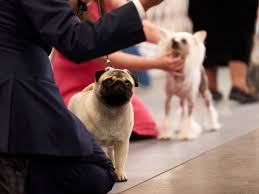 22,343 likes · 23 talking about this. How To Watch The Michigan Winter Dog Classic Dog Show