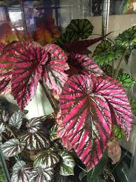 Image result for Begonia brevibracteata