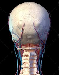 It offers protection to the brain, eye balls, inner ears, and nasal passages. Skull Back View Stock Photos Offset