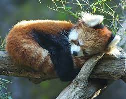 The Cutest Red Panda Photos Ever Red Panda Baby Red Panda Cute Animals