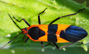 Large Milkweed Bug What S That Bug