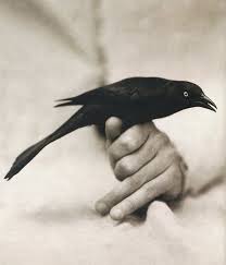 Tan Bird With Black And White Wings And As It Showed Me Its Independence It Opened Something Inside Me As Its Wings Flickered Like The Light Of A Low B Black Bird Black And White Love Bird Girl