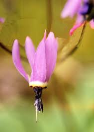 Find the perfect shooting star stock photo. Henderson S Shootingstar Sierra Club Bc