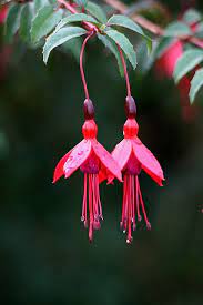 Twin Fuschia Flowers Fuchsia Flowers Fuchsia Flower Rare Flowers