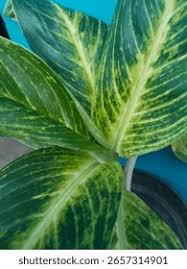 Image result for beautiful dieffenbachia