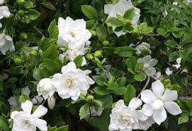 A Gardenia Gardenia Jasminoides Gondozasa Citygreen Hu Gardenia Tropical Garden Plants White Flowers