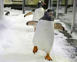 See penguins in the middle of the city !the penguins of the st.kilda in melbourne, australia july 17, 2015 evolvetours. Sea Life Melbourne Aquarium Penguin Passport Adrenaline