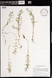 Image result for Rotala fontinalis