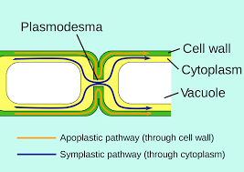 Structure Of A Plant Cell A Visual Guide Biology Cell Wall Ap Biology