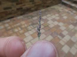 Image result for Arundinella nepalensis