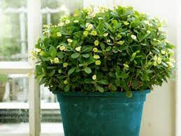 Maybe you would like to learn more about one of these? Keeping Small Topiaries In The Home How To Grow An Indoor Topiary