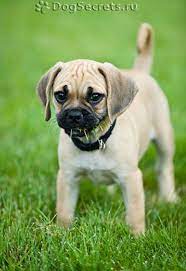 pochemu sobaki edyat travu milye detenyshi zhivotnyh detenyshi zhivotnyh zhivotnye