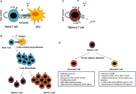 Image result for T-Lymphocyte