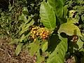 Image result for Ixora brachypoda