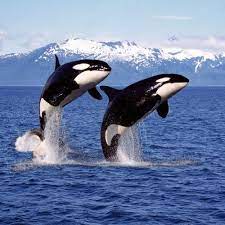 Orcas/killer whales are the main cause of natural mortality in grey whales. Orcas Warum Die Killerwale Luftsprunge Machen Und Wie Schlau Sie Jagen Galileo