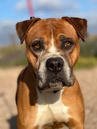 Posted on august 3, 2020 by thewizardllewyn. Streetdogs Europe Posts Facebook