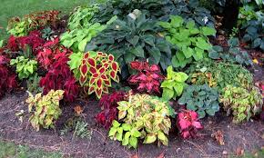 Light Shade Garden Design Ideas Landscaping Gardening Backyard Plants Shade Garden Design Shade Plants