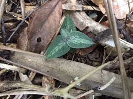 Image result for Zeuxine stammleri