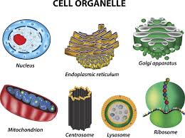 The cell membrane is a thin layer made up of proteins, lipids, and fats. A Labeled Diagram Of The Animal Cell And Its Organelles Biology Wise
