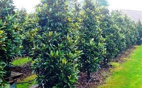 Alta Southern Magnolia Picture Gardenality Landscaping Trees Trees To Plant Landscaping Plants
