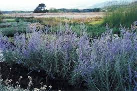 Image result for Perovskia atriplicifolia 'blue spire'