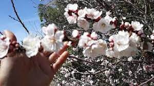 Use for processing, canning, or eating fresh. Gold Kist Apricot Best Apricot Tree For Phoenix Youtube