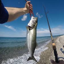 Blufish Fish Bluefish Instagram Feed