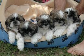 Shih tzu este adesea menţionat ca leul mic. Vanzari Caini De Rasa Shih Tzu Shih Tzu