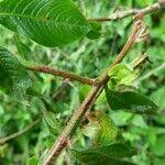 Image result for Ludwigia jussiaeoides