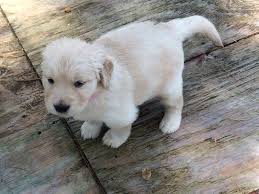 Puppy or adult, take your golden retriever to your veterinarian soon after adoption. Field Of Dreams Vermont Home Facebook