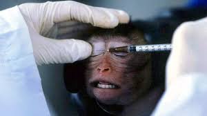 We did not find results for: Granjas De Humanos Artificiales Ayudaran A Poner Fin A Experimentos Con Animales Rt
