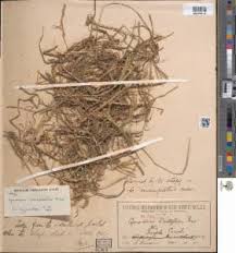 Image result for Cynodon incompletus