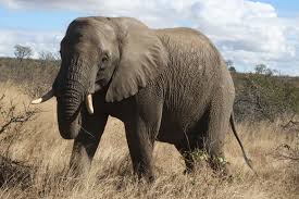 African bush elephant - Wikipedia