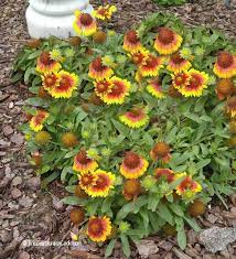 My Top 18 Favorites For The Best Hardy Perennials Hardy Perennials Perennials Garden Flower Beds