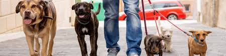 How to Start a Pet Sitting & Dog Walking Business | Wolters Kluwer