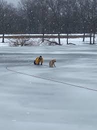Puppyfinder.com is your source for finding an ideal golden retriever puppy for sale in usa. Golden Retriever Named Lucky Rescued From Icy Pond In New York People Com