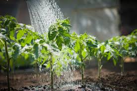 So erkennen sie, wann ihre pflanzen wasser benötigen und so gießen sie sie richtig. Richtig Giessen Wasser Fur Neuanpflanzungen Pflege Tipps Garten