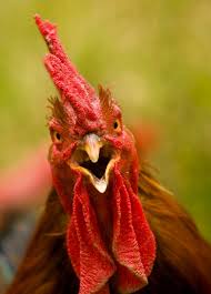 Angry Rooster Google Search Rooster Chicken Humor Pet Birds