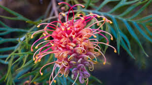 Image result for Grevillea