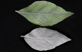 Image result for Blepharis maderaspatensis