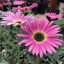 Image result for Arctotis venusta