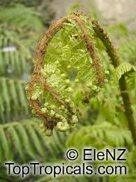 Image result for Cyathula polycephala