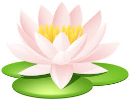 Water Lily Transparent Png Image In 2020 Flower Art Water Lily Flowers Nature