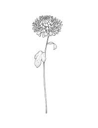 Chrysanthemum Tattoo Drawing Cat Tattoo Simple Cat Walking Tattoo Mum Flower Tattoo Simple Cat Ta In 2020 Chrysanthemum Tattoo Birth Flower Tattoos Crysanthemum Tattoo