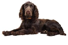 19,173 Loyal Brown Stock Photos