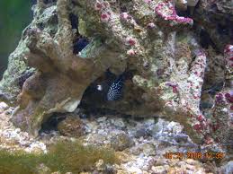 A wide variety of marine betta fish options are available to you, such as material, feature, and aquarium & accessory type. Marine Betta Calloplesiops Altivelis Fish Forum Nano Reef Community