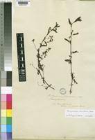 Image result for Aeschynomene heurckeana