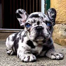 Blue Meryl French Bulldog Pup Adorable Canine Sweet Blue Meryl Pup Blue Eyes Eyes White Blue Puppy Cute Dogs French Bulldog Puppies Bulldog Puppies